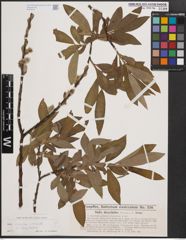 Foto von Salix cinerea L. x Salix viminalis L.
